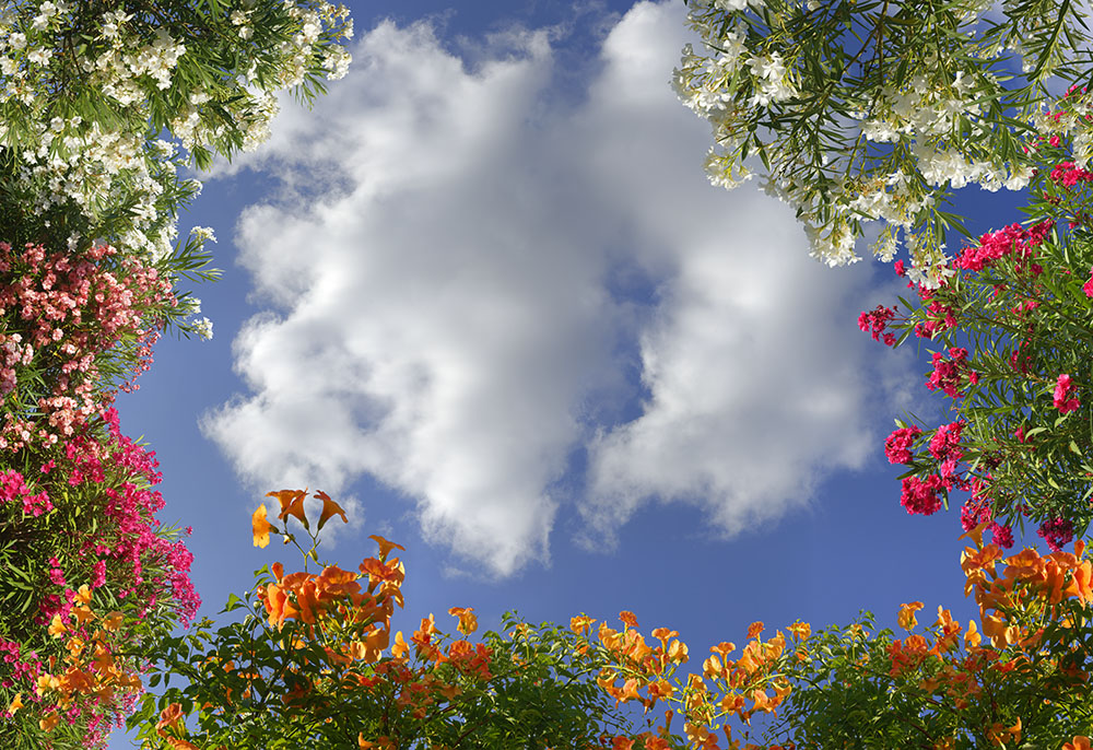 flowers 02 _ 18k x 13k